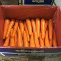 Medium Size New Fresh Carrot in 10kg Carton